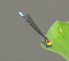 Pseudagrion punctum