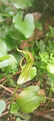 Arisarum