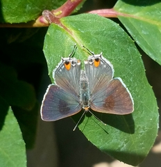 Strymon melinus pudica