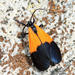 Black-and-yellow Lichen Moth - Photo (c) Tom Murray, some rights reserved (CC BY-NC), uploaded by Tom Murray