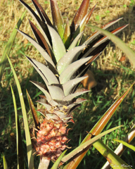 Ananas comosus erectifolius