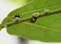 Enchophyllum quinquemaculatum