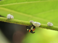 Enchophyllum quinquemaculatum
