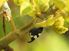 Enchophyllum quinquemaculatum