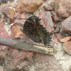 Precis octavia octavia