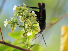 Melochia betonicifolia