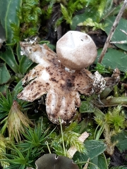 Geastrum minimum