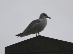 Larus argentatus