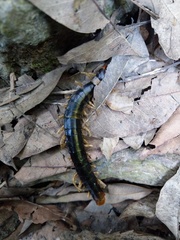 Scolopendra mutilans