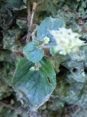 Epithema ceylanicum