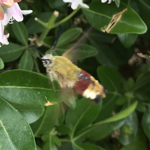 Hemaris fuciformis
