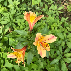 Alstroemeria aurea
