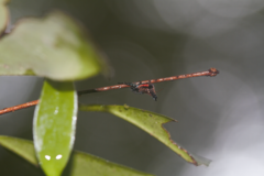 Micrathena triangularis