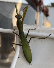 Mantis religiosa religiosa