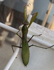 Mantis religiosa religiosa