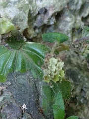 Epithema ceylanicum
