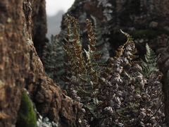 Paragymnopteris marantae