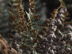 Paragymnopteris marantae