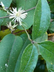 Clematis formosana