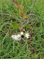 Ageratina havanensis