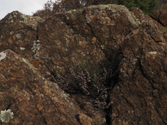 Paragymnopteris marantae