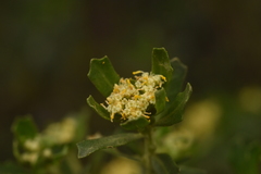 Baccharis vernalis