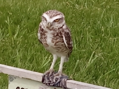 Athene cunicularia