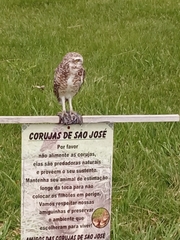 Athene cunicularia