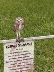 Athene cunicularia