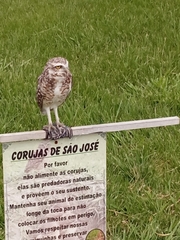 Athene cunicularia