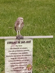 Athene cunicularia