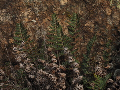 Paragymnopteris marantae