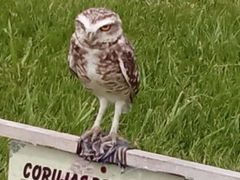 Athene cunicularia