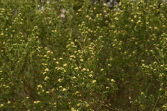 Baccharis vernalis