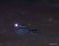 Nyctidromus albicollis