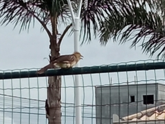 Guira guira
