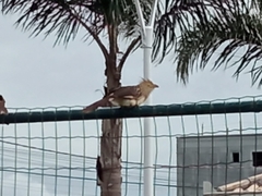 Guira guira