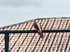 Guira guira