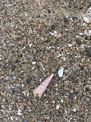 Turritellinella tricarinata