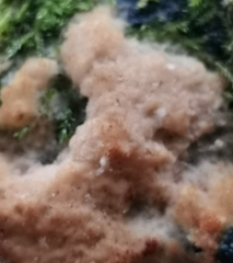 Steccherinum pseudozilingianum