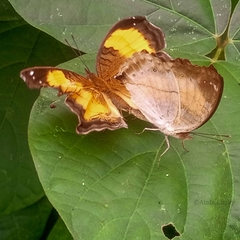 Junonia terea terea