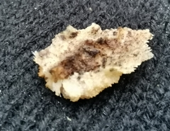 Steccherinum pseudozilingianum