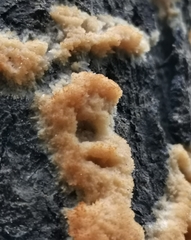 Steccherinum pseudozilingianum