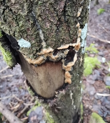 Steccherinum pseudozilingianum