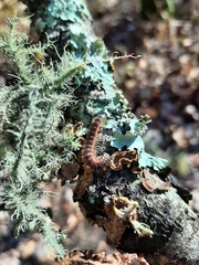 Pseudopolydesmus canadensis