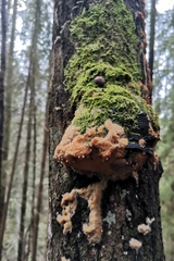 Steccherinum pseudozilingianum