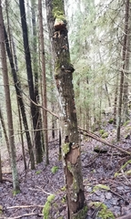 Steccherinum pseudozilingianum