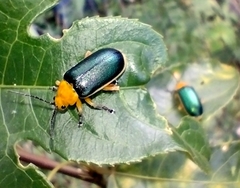 Cacoscelis marginata