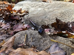 Plethodon cylindraceus