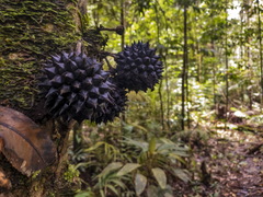 Duguetia